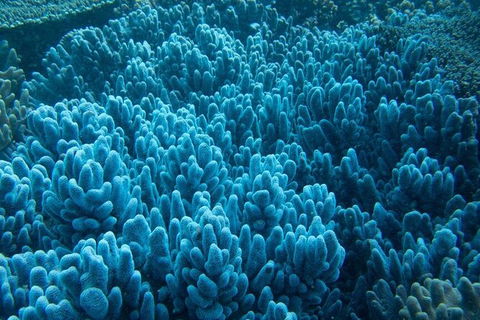 Muiron Island Dive & Snorkel Tour - Accommodation Port Macquarie 3
