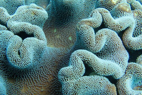 Muiron Island Dive & Snorkel Tour - Accommodation Port Macquarie 5