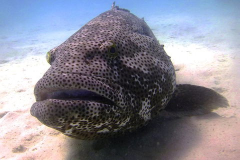 Muiron Island Dive & Snorkel Tour - Accommodation Port Macquarie 4