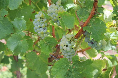 Margaret River Small-Group Full-Day Wine & Food Tour - Accommodation Port Macquarie 20