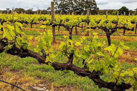 Margaret River Indulge And Discover Day Tour - Accommodation Port Macquarie 20