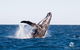 Turtle Tours On The Ningaloo Reef, Exmouth. 1/2 Day Cruise. - thumb 0