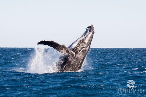 Turtle Tours On The Ningaloo Reef, Exmouth. 1/2 Day Cruise. - Accommodation Port Macquarie 0