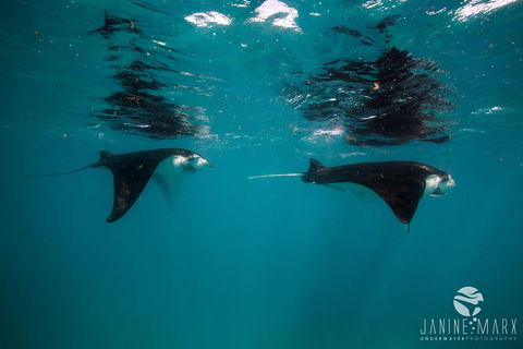 Turtle Tours On The Ningaloo Reef, Exmouth. 1/2 Day Cruise. - Accommodation Port Macquarie 1
