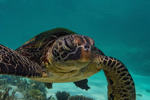 Turtle Tours On The Ningaloo Reef, Exmouth. 1/2 Day Cruise. - Accommodation Port Macquarie 2