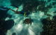 Turtle Tours On The Ningaloo Reef, Exmouth. 1/2 Day Cruise. - thumb 3