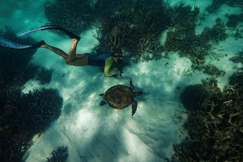 Turtle Tours On The Ningaloo Reef, Exmouth. 1/2 Day Cruise. - Accommodation Port Macquarie 3