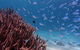 Turtle Tours On The Ningaloo Reef, Exmouth. 1/2 Day Cruise. - thumb 4
