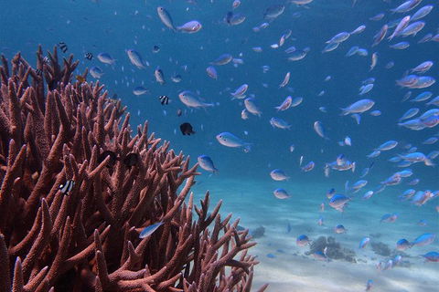 Turtle Tours On The Ningaloo Reef, Exmouth. 1/2 Day Cruise. - Accommodation Port Macquarie 4