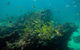 Turtle Tours On The Ningaloo Reef, Exmouth. 1/2 Day Cruise. - thumb 6