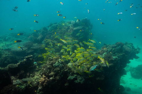 Turtle Tours On The Ningaloo Reef, Exmouth. 1/2 Day Cruise. - Accommodation Port Macquarie 6