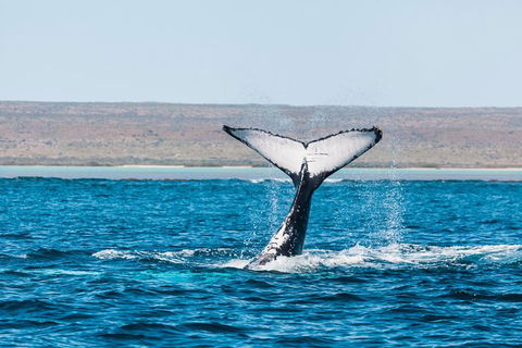 Ningaloo Reef Eco Tours - Accommodation Port Macquarie 0