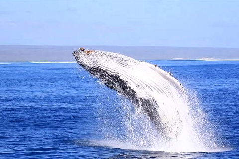 Ningaloo Reef Eco Tours - Accommodation Port Macquarie 1