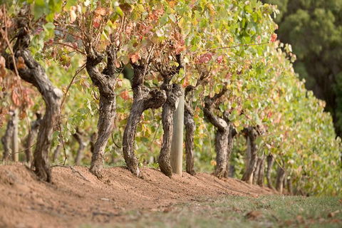 Vasse Felix Winery Tour And Tasting - Accommodation Port Macquarie 3
