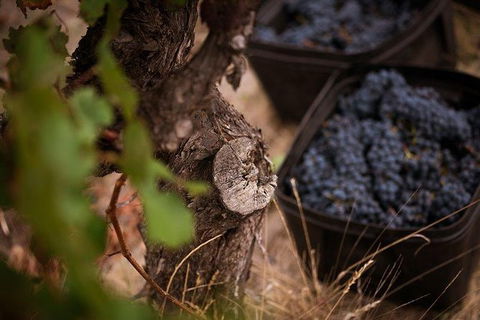 Vasse Felix Winery Tour And Tasting - Accommodation Port Macquarie 4