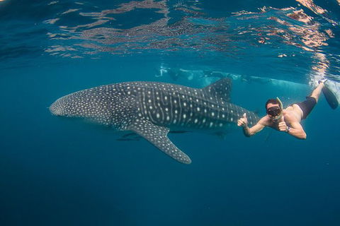 Ningaloo Reef Whale Shark Snorkeling Adventure Apr-July - Accommodation Port Macquarie 0