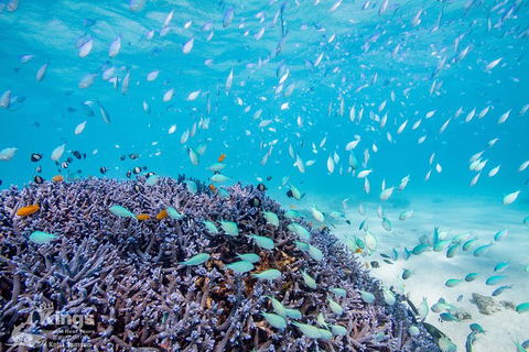 Ningaloo Reef Whale Shark Snorkeling Adventure Apr-July - Accommodation Port Macquarie 6