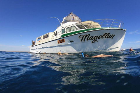 Ningaloo Reef Whale Shark Snorkeling Adventure Apr-July - Accommodation Port Macquarie 13