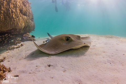 Ningaloo Reef Whale Shark Snorkeling Adventure Apr-July - Accommodation Port Macquarie 12