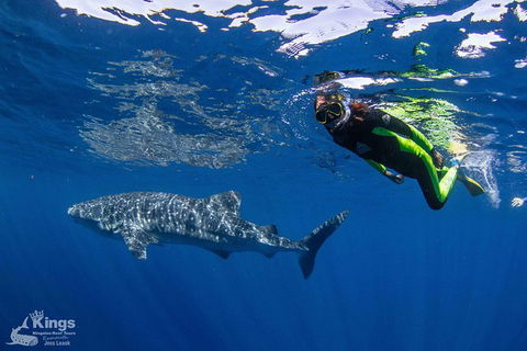 Ningaloo Reef Whale Shark Snorkeling Adventure Apr-July - Accommodation Port Macquarie 10