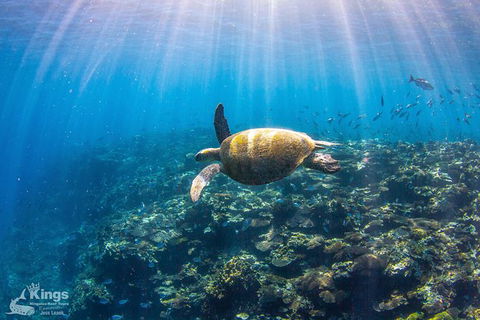 Ningaloo Reef Whale Shark Snorkeling Adventure Apr-July - Accommodation Port Macquarie 3