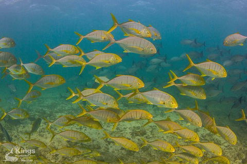 Ningaloo Reef Whale Shark Snorkeling Adventure Apr-July - Accommodation Port Macquarie 5