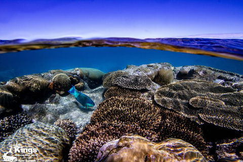 Ningaloo Reef Whale Shark Snorkeling Adventure Apr-July - Accommodation Port Macquarie 8