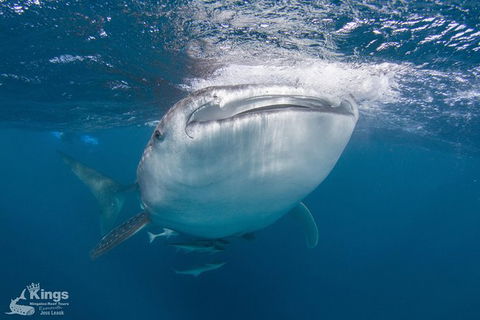 Ningaloo Reef Whale Shark Snorkeling Adventure Apr-July - Accommodation Port Macquarie 9