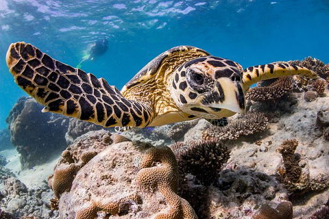 Exclusive Ningaloo Adventure Charter From Exmouth - Accommodation Port Macquarie 1