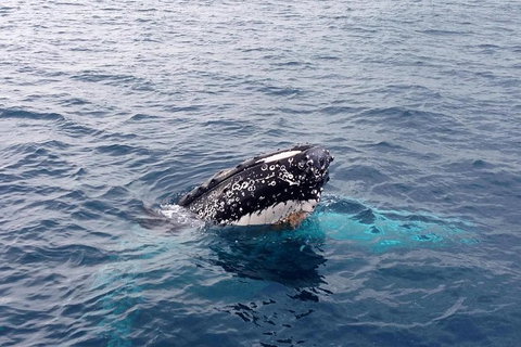 Augusta Whale Watching Eco Tour - Accommodation Port Macquarie 5
