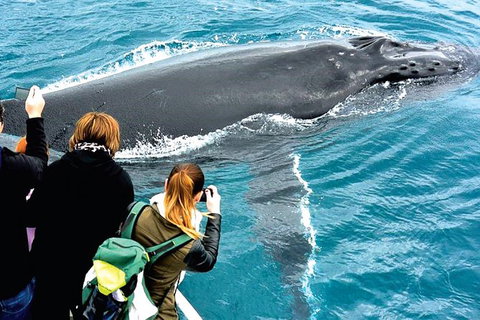 Augusta Whale Watching Eco Tour - Accommodation Port Macquarie 3