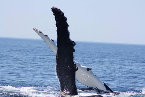 Augusta Whale Watching Eco Tour - Accommodation Port Macquarie 4