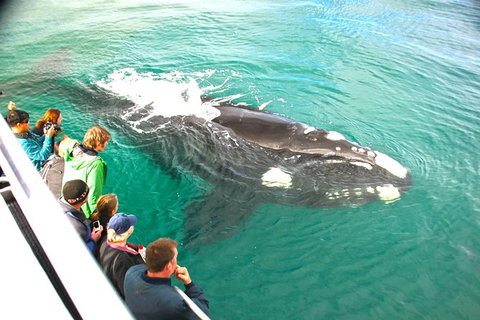Augusta Whale Watching Eco Tour - Accommodation Port Macquarie 7