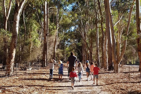 7 Hour Full Day Tour: Morning Tea, Chocolate, Olives, 3 Wineries & Lunch - Accommodation Port Macquarie 21