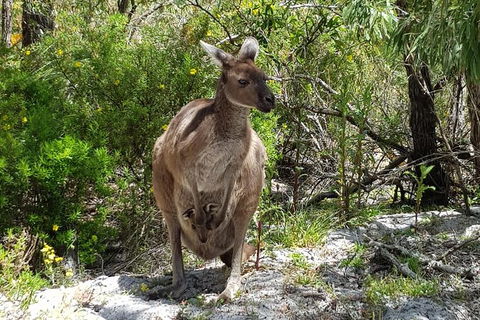 7 Hour Full Day Tour: Morning Tea, Chocolate, Olives, 3 Wineries & Lunch - Accommodation Port Macquarie 22