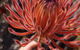 7 Hour Full Day Tour: Morning Tea, Chocolate, Olives, 3 Wineries & Lunch - thumb 16