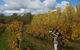 7 Hour Full Day Tour: Morning Tea, Chocolate, Olives, 3 Wineries & Lunch - thumb 20