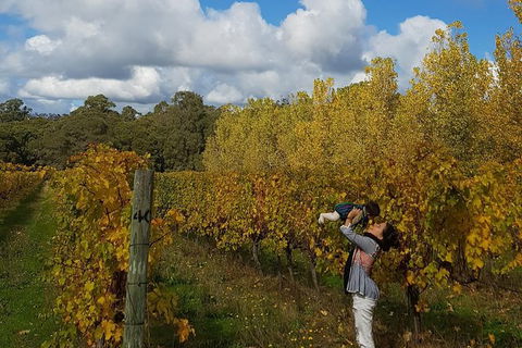 7 Hour Full Day Tour: Morning Tea, Chocolate, Olives, 3 Wineries & Lunch - Accommodation Port Macquarie 20