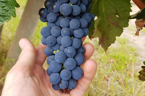 7 Hour Full Day Tour: Morning Tea, Chocolate, Olives, 3 Wineries & Lunch - Accommodation Port Macquarie 19