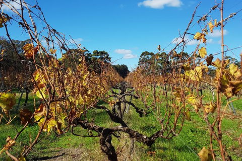 7 Hour Full Day Tour: Morning Tea, Chocolate, Olives, 3 Wineries & Lunch - Accommodation Port Macquarie 8