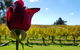 7 Hour Full Day Tour: Morning Tea, Chocolate, Olives, 3 Wineries & Lunch - thumb 14