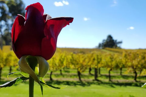 7 Hour Full Day Tour: Morning Tea, Chocolate, Olives, 3 Wineries & Lunch - Accommodation Port Macquarie 14
