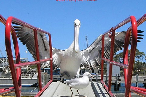Kalgan Queen Scenic Cruises A Four Hour Sheltered Water Wildlife Tour Daily Fun. - Accommodation Port Macquarie 4