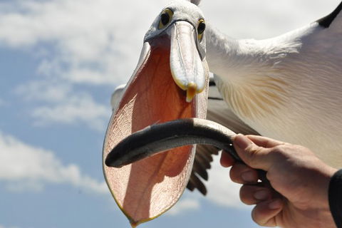 Kalgan Queen Scenic Cruises A Four Hour Sheltered Water Wildlife Tour Daily Fun. - Accommodation Port Macquarie 5