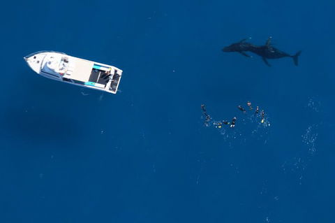 Humpback Whale Swim Ningaloo Reef - Accommodation Port Macquarie 0