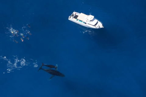 Humpback Whale Swim Ningaloo Reef - Accommodation Port Macquarie 1
