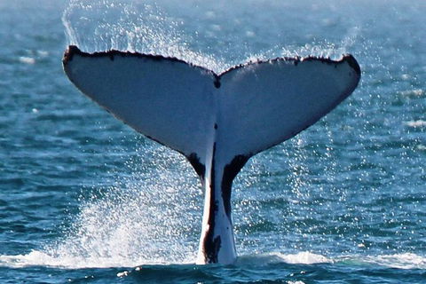 Humpback Whale Swim Ningaloo Reef - Accommodation Port Macquarie 2