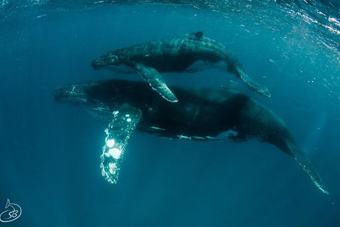Humpback Whale Swim Ningaloo Reef - Accommodation Port Macquarie 3