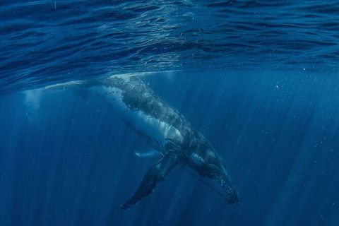 Humpback Whale Swim Ningaloo Reef - Accommodation Port Macquarie 7