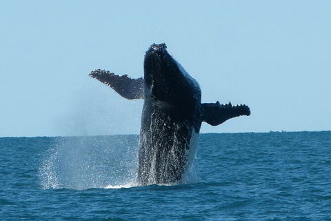 Humpback Whale Swim Ningaloo Reef - Accommodation Port Macquarie 4
